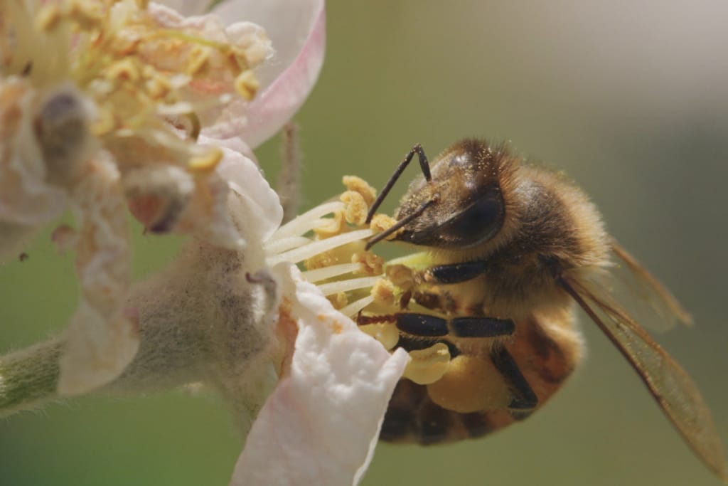 Expertin Dr. Christiane Jünemann befasst sich in ihrem Vortrag am 10. März im Wiesbadener Umweltladen mit dem Thema den eigenen Garten grüner zu gestalten. Dabei geht es um einen ökologischeren und insektenfreundlicheren Naschgarten zu ermöglichen. 